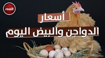 قفزة أسعار الدواجن والبيض! البانيه بـ210 جنيهات الأحد 25 مايو