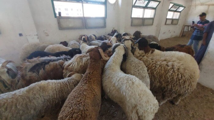 أضاحي البحر الأحمر: خراف بـ 220 جنيه للكيلو!
زراعة البحر الأحمر, خراف أضاحي, سعر الأضاحي