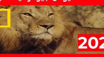 كل ما تحب ..تردد قناة ناشيونال جيوغرافيك الجديد أبو ظبي لا تفوتها