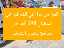استقبال 598 ألف طن قمح من مزارعي الشرقية في صوامع وشون الشرقية