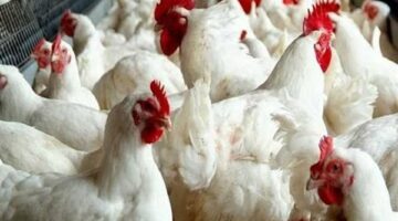 "الحقى خزنى يا ست الكل" سعر الفراخ اليوم الاربعاء مفاجأة