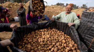 البطاطس المصرية تسجل مستويات تاريخية خلال أول 5 أشهر من 2025  