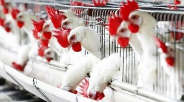 بكام الفراخ النهارده؟.. مفاجأة جديدة في أسعار الدواجن والبيض اليوم الجمعة 27 يونيو 2025