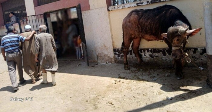 بينها 136 في أول أيام العيد.. ذبح أكثر من 320 أضحية بالمجازر الحكومية بأسيوط