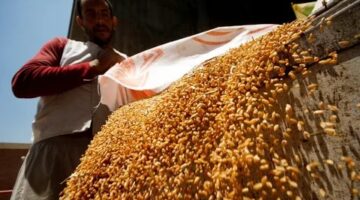 رويترز: مصر تغلق مراكز جمع القمح تدريجيًا مع انخفاض المشتريات محلياً