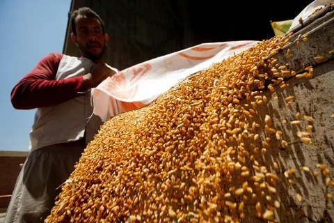 رويترز: مصر تغلق مراكز جمع القمح تدريجيًا مع انخفاض المشتريات محلياً