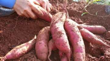 شركات إسبانية تغلق أبوابها بسبب البطاطا الحلوة المصرية