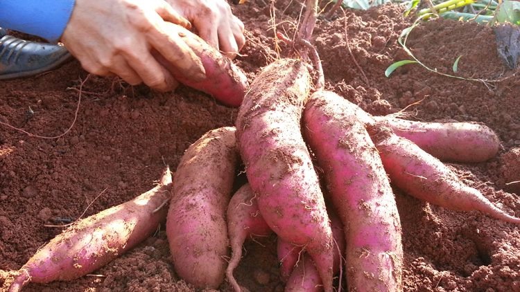شركات إسبانية تغلق أبوابها بسبب البطاطا الحلوة المصرية
