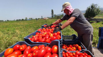 صادرات الطماطم المصرية إلى البحرين تقفز 50%