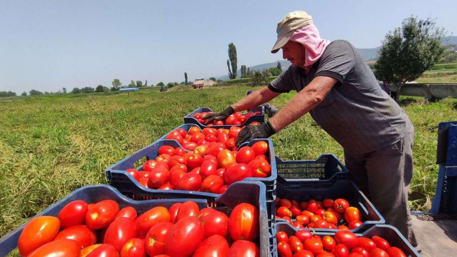 صادرات الطماطم المصرية إلى البحرين تقفز 50%