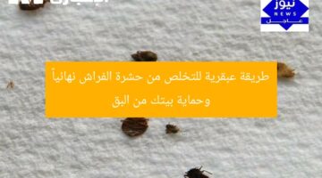 “كيف تخلص من حشرة الفراش نهائياً؟ طريقة عبقرية تحمي من البق وتحافظ على نظافة المنزل”