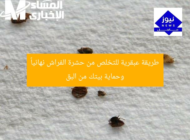 “كيف تخلص من حشرة الفراش نهائياً؟ طريقة عبقرية تحمي من البق وتحافظ على نظافة المنزل”